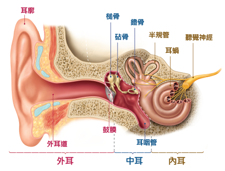 1534127903976580.png hearing-problem-right.png